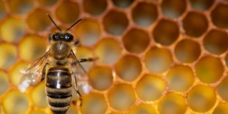 Seorang Mukmin Ibarat Lebah