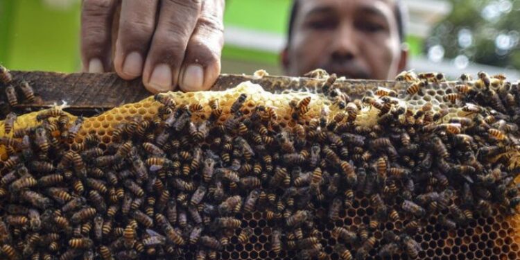 RS TNI AD Palangka Raya Obati Pasien Covid-19 Juga Gunakan Madu Murni