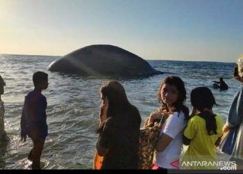 Laut Sawu Disebut Sebagai “Kafe” bagi Paus dan Lumba-lumba