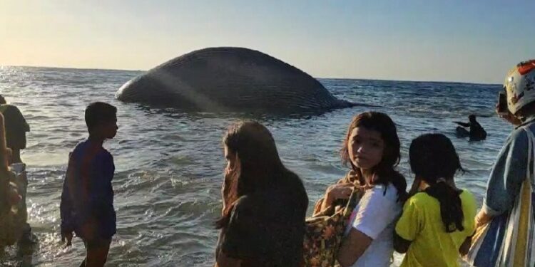 Laut Sawu Disebut Sebagai “Kafe” bagi Paus dan Lumba-lumba