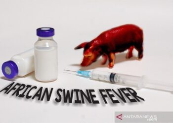 Ada Temuan Virus, Kementan Tegaskan Tidak Impor Babi dari China