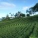 Berkunjung ke Cikuya, Kebun Teh Satu-satunya di Provinsi Banten