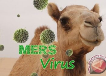 Kenya: Jenis Virus Corona Baru Sebabkan Ratusan Unta Mati