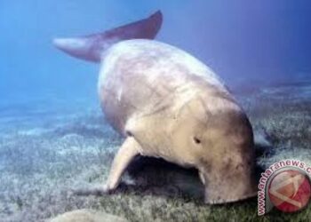 Wisata Nonton Ikan Dugong di Alor NTT