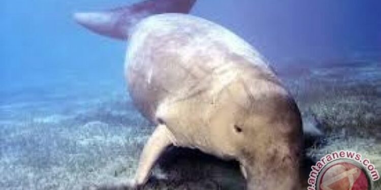 Wisata Nonton Ikan Dugong di Alor NTT
