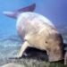 Wisata Nonton Ikan Dugong di Alor NTT
