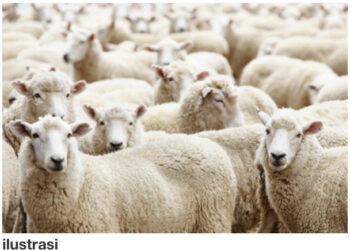 Kurban dan Ketahanan Pangan