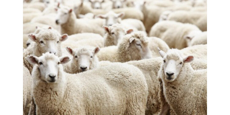 Kurban dan Ketahanan Pangan