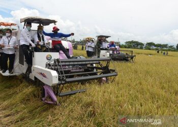 Mentan Sebut Lahan Tertanam Capai 87 Persen