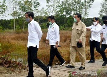 Prabowo Targetkan 1,4 Juta Hektare Lahan Singkong pada Akhir 2025