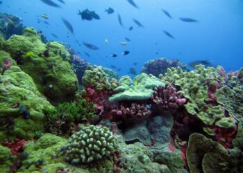 Program Padat Karya Restorasi Terbesar Terumbu Karang Resmi Meluncur