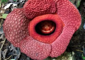 Rafflesia Gadutensis Mekar, Cagar Alam Rimbo Panti Makin Terkenal