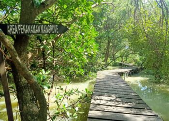 Pemerintah Berencana Rehabilitasi Mangrove 2021-2024, Targetnya 620.000 Hektar