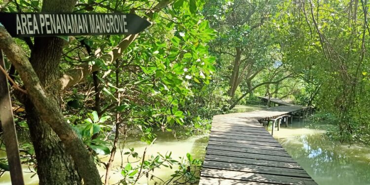 Pemerintah Berencana Rehabilitasi Mangrove 2021-2024, Targetnya 620.000 Hektar