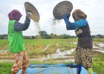 Rencana Impor Beras Dilakukan saat Panen Raya Dikritisi
