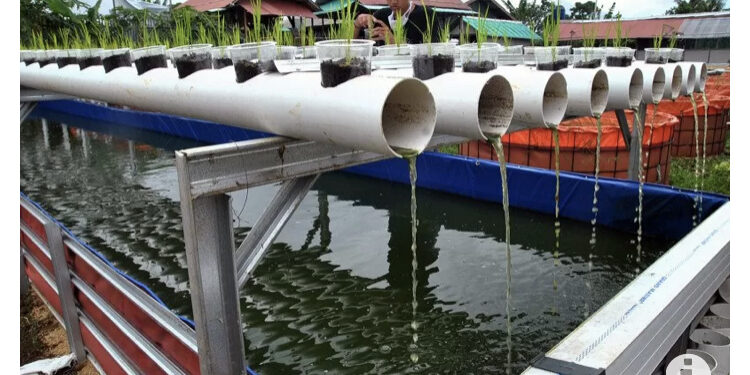 Kampung Tematik Perikanan Budidaya Jadi Solusi Ketahananan Pangan