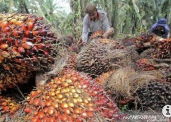 Kementan: Sertifikasi ISPO Sejalan dengan Tujuan SDGs