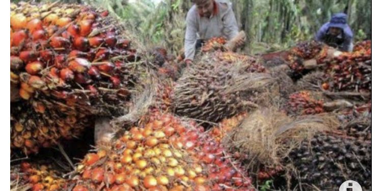 Kementan: Sertifikasi ISPO Sejalan dengan Tujuan SDGs