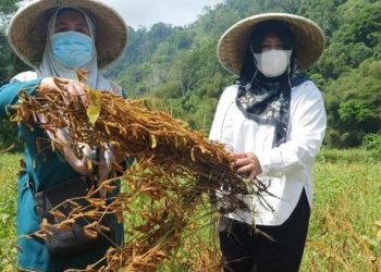 Cianjur Raih Prestasi Tiga Besar di Bidang Pertanian