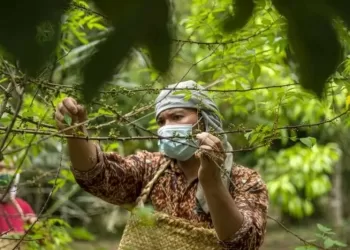 Kemendag Angkat Rempah Andaliman Lebih Dikenal Dunia