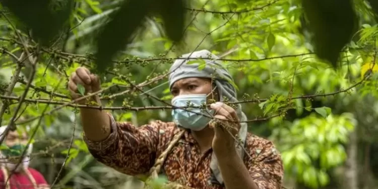 Kemendag Angkat Rempah Andaliman Lebih Dikenal Dunia