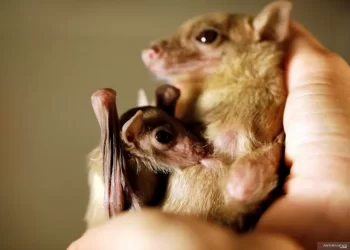 Peneliti Kelelawar Kamboja Lacak Asal Covid-19