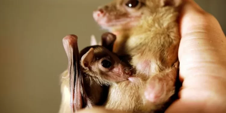 Peneliti Kelelawar Kamboja Lacak Asal Covid-19