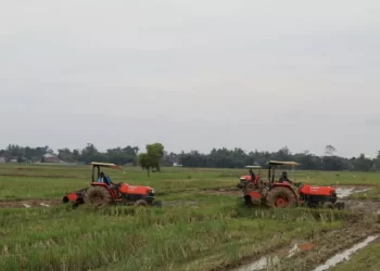 Ombudsman Nilai Peran Pemerintah Penting Dorong Kesejahteraan Petani