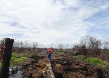 KLHK Gugat Perusahaan Pembakar Hutan-lahan 1 Triliun Rupiah