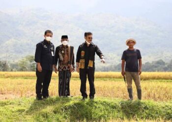 Ketersediaan Tanaman Pangan hingga Saat Ini Masih Aman, Kata Mentan