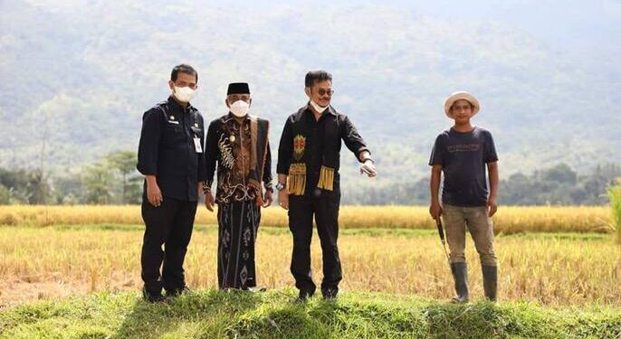 Ketersediaan Tanaman Pangan hingga Saat Ini Masih Aman, Kata Mentan