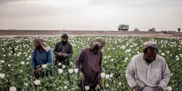 Taliban Larang Penanaman Opium