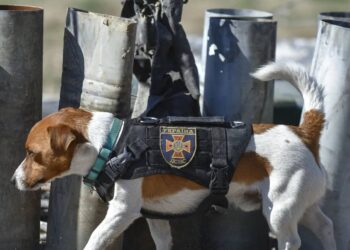 Patron, Anjing Pelacak Bom yang Dihadiahi Penghargaan oleh Presiden Ukraina