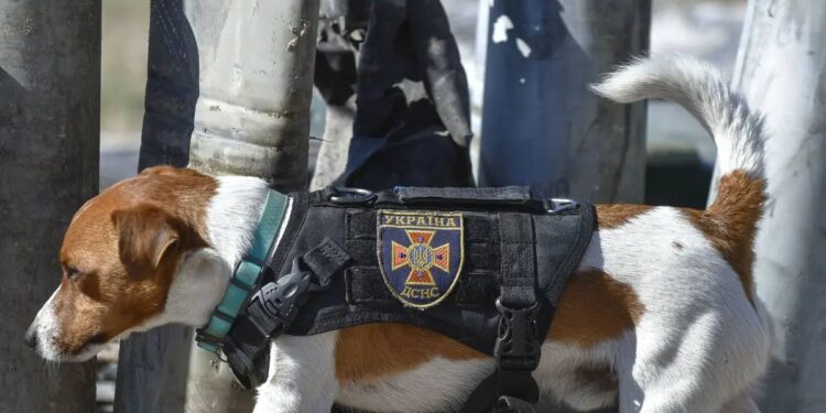 Patron, Anjing Pelacak Bom yang Dihadiahi Penghargaan oleh Presiden Ukraina