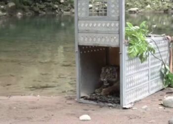 Hari Lingkungan Hidup, KLHK Lepasliarkan Dua Harimau Sumatra di TN Kerinci Seblat