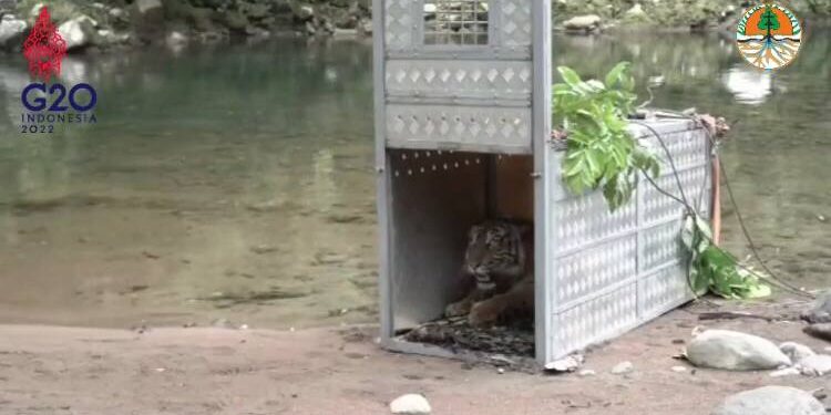 Hari Lingkungan Hidup, KLHK Lepasliarkan Dua Harimau Sumatra di TN Kerinci Seblat