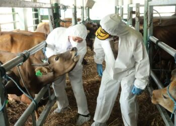 Mentan Tinjau Langsung Bongkar Muat Sapi NTT, Memenuhi Kebutuhan Kurban Jabodetabek