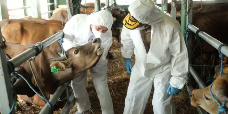 Mentan Tinjau Langsung Bongkar Muat Sapi NTT, Memenuhi Kebutuhan Kurban Jabodetabek