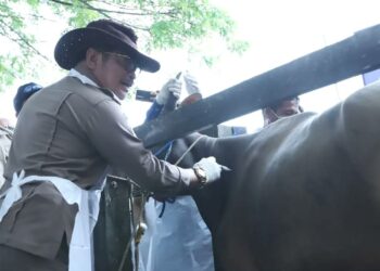 Kementan Gelar Kick Off Pengendalian dan Penanggulangan PMK Nasional