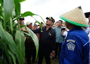 Perkuat Sektor Pertanian dalam Menghadapi Tantangan, Kementan Mengembangkan Sorgum