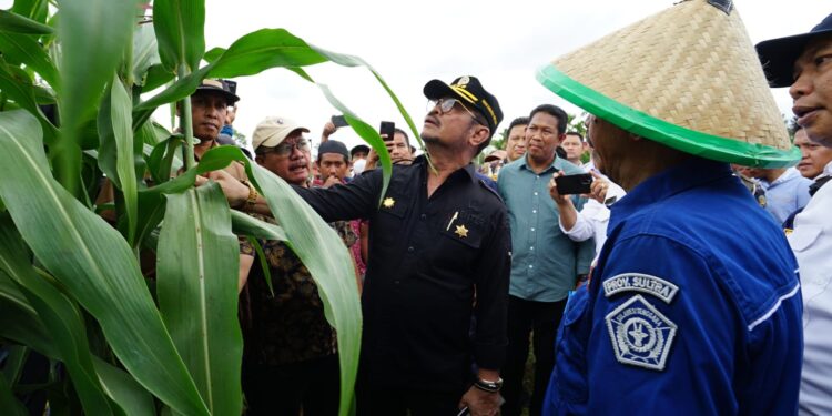 Perkuat Sektor Pertanian dalam Menghadapi Tantangan, Kementan Mengembangkan Sorgum