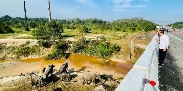 Perlintasan Gajah di Ruas Tol, Jokowi: Pembangunan Infrastruktur Tetap Memperhatikan Lingkungan