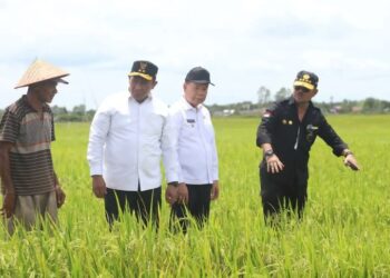 Food Estate di Kabupaten Kapuas dan Pulang Pisau, Begini Perkembangannya