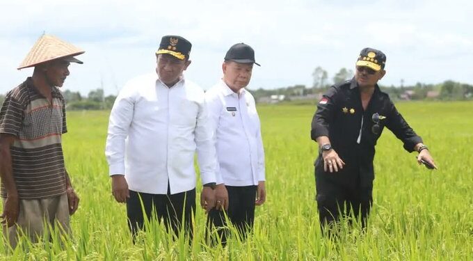 Food Estate di Kabupaten Kapuas dan Pulang Pisau, Begini Perkembangannya