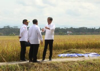 Puncak Panen Padi Nasional Tahun Ini Bulan Maret-April