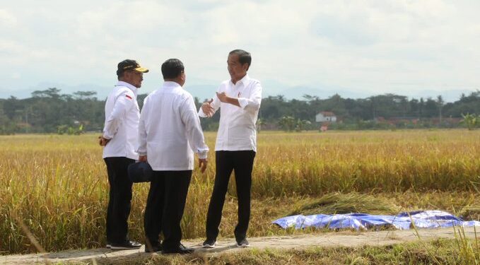 Puncak Panen Padi Nasional Tahun Ini Bulan Maret-April