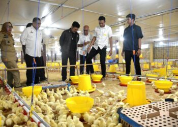 Kandang Ayam Sistem Closed House di Desa Moncongloe