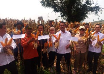 Kementan Sebut Produksi Jagung Nasional Awal 2024 Naik Tajam
