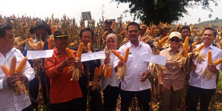 Kementan Sebut Produksi Jagung Nasional Awal 2024 Naik Tajam