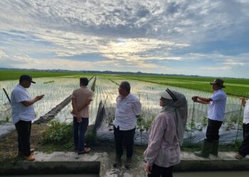 Kementan-TNI Terjun ke Lapangan Setiap Hari, Optimalisasi Lahan di Lampung